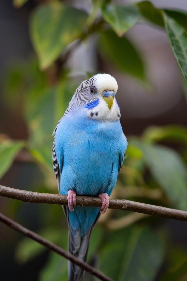 Budgerigar