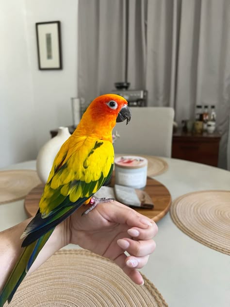 Conure