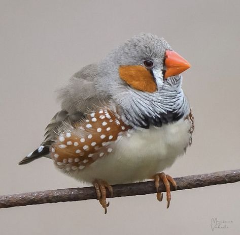 Finch