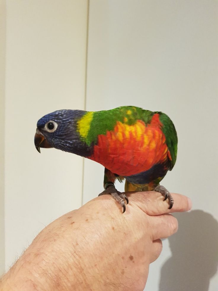 Lorikeet