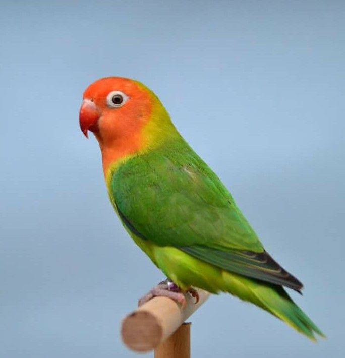 Lovebird