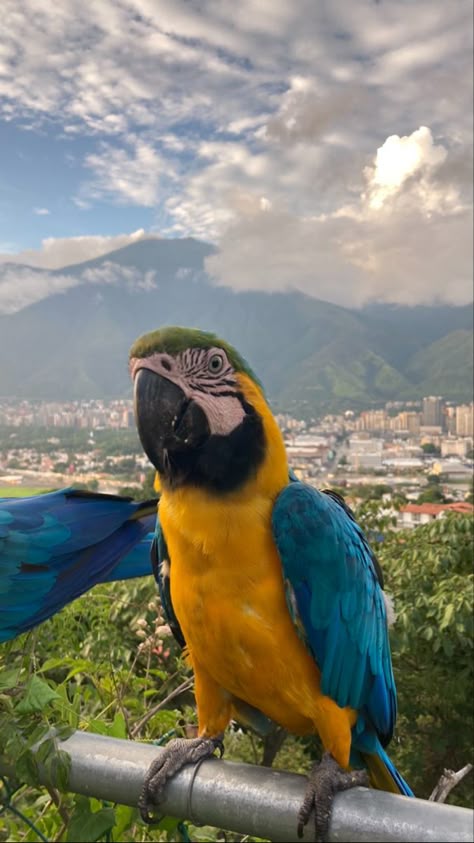 Macaw