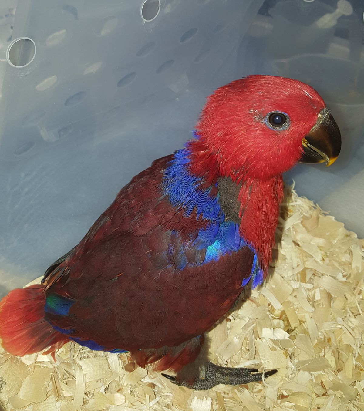 Image of Eclectus Parrot