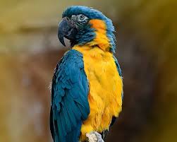 Image of Macaw