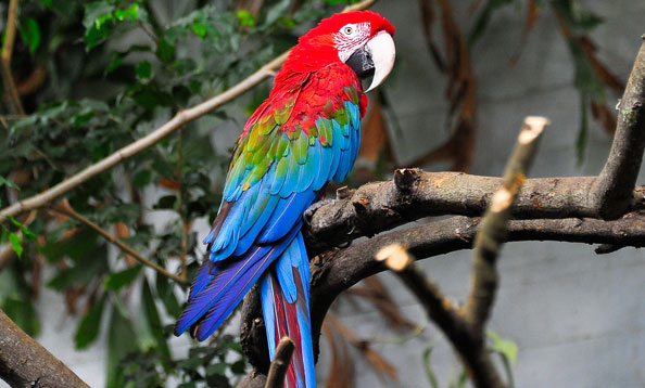 Image of Macaw
