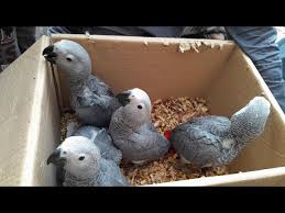 Image of African Grey Parrot