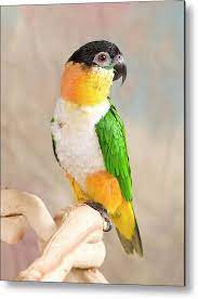 Image of Caique