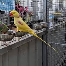 Image of Alexandrine (Raw) Parrot