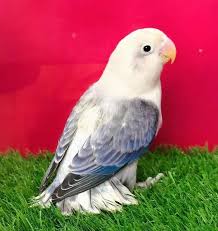Image of Lovebird