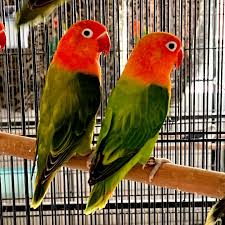 Image of Lovebird
