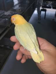 Image of Lovebird