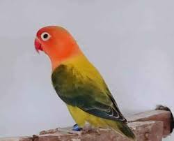 Image of Lovebird