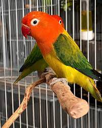 Image of Lovebird