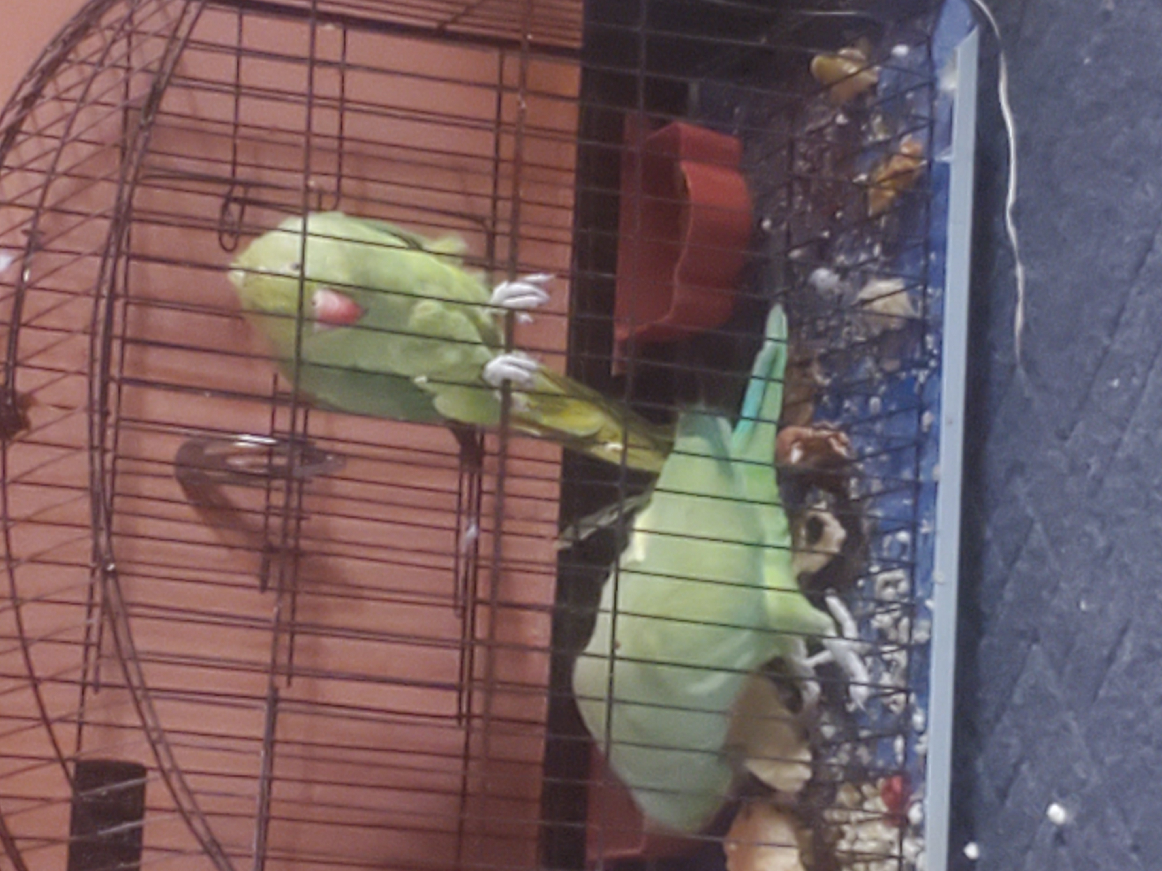 Image of Ring Neck Parrot