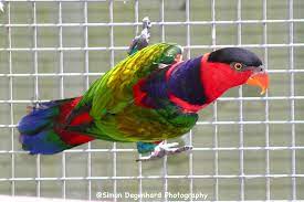 Image of Lorikeet
