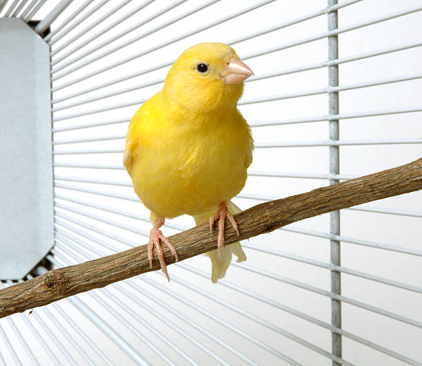 Image of Canary