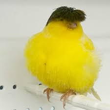 Image of Canary