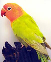 Image of Lovebird