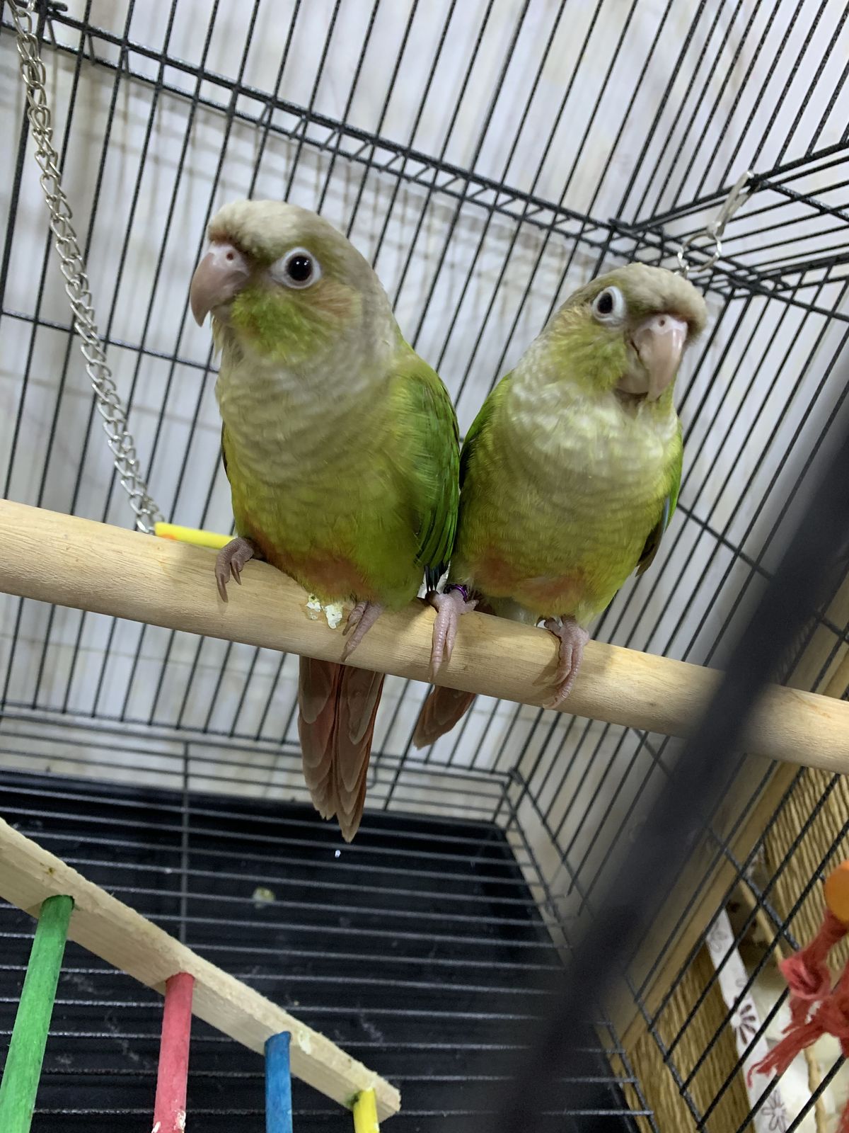 Image of Conure