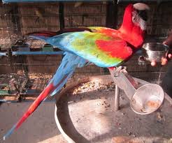 Image of Macaw