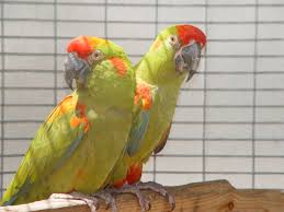 Image of Macaw