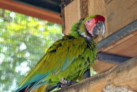 Image of Macaw