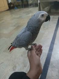 Image of African Grey Parrot