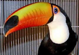 Image of Toucan