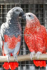 Image of African Grey Parrot