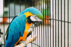 Image of Macaw