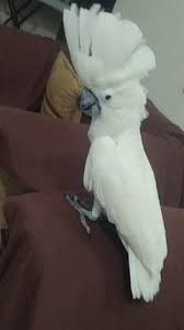 Image of Cockatoo