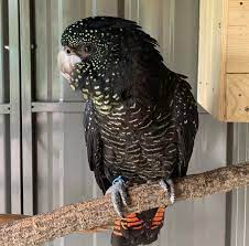 Image of Cockatoo