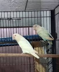 Image of Lovebird