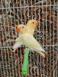 Image of Lovebird