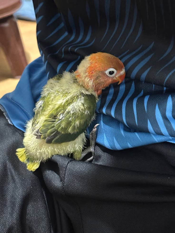 Image of Lovebird