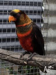 Image of Lorikeet