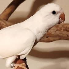 Image of Quaker Parrot