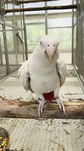 Image of African Grey Parrot