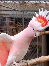 Image of Cockatoo