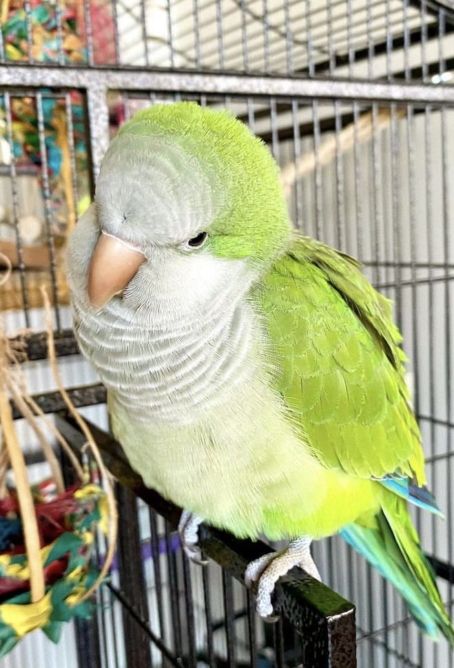 Image of Quaker Parrot