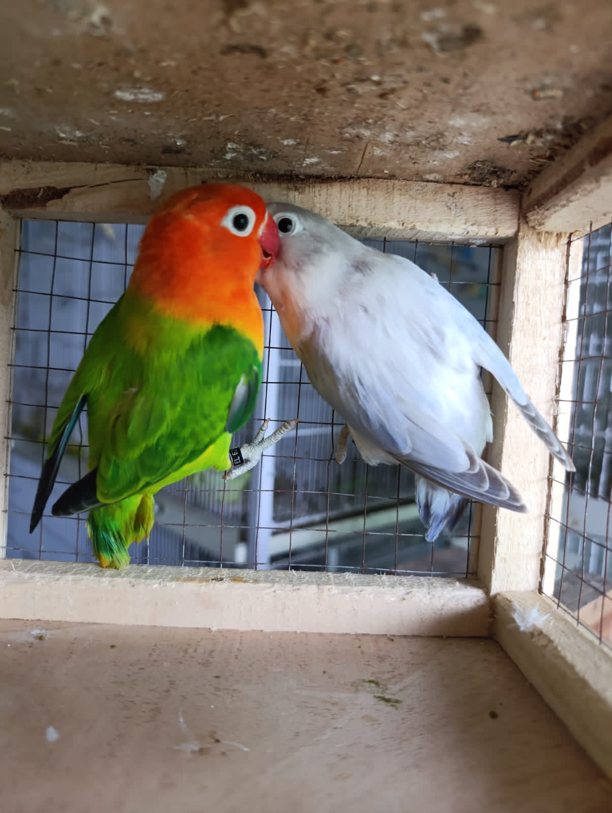 Image of Lovebird