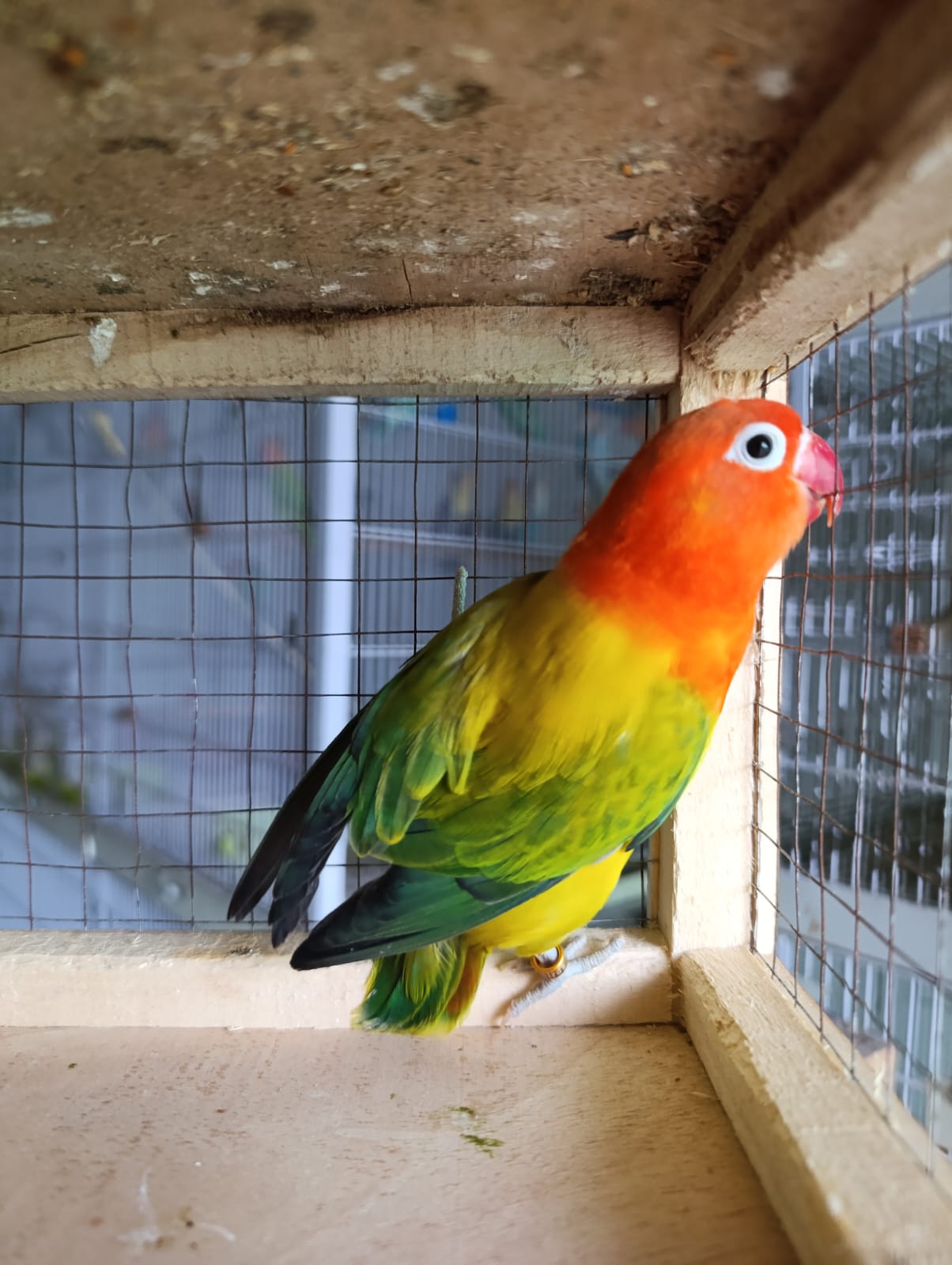 Image of Lovebird