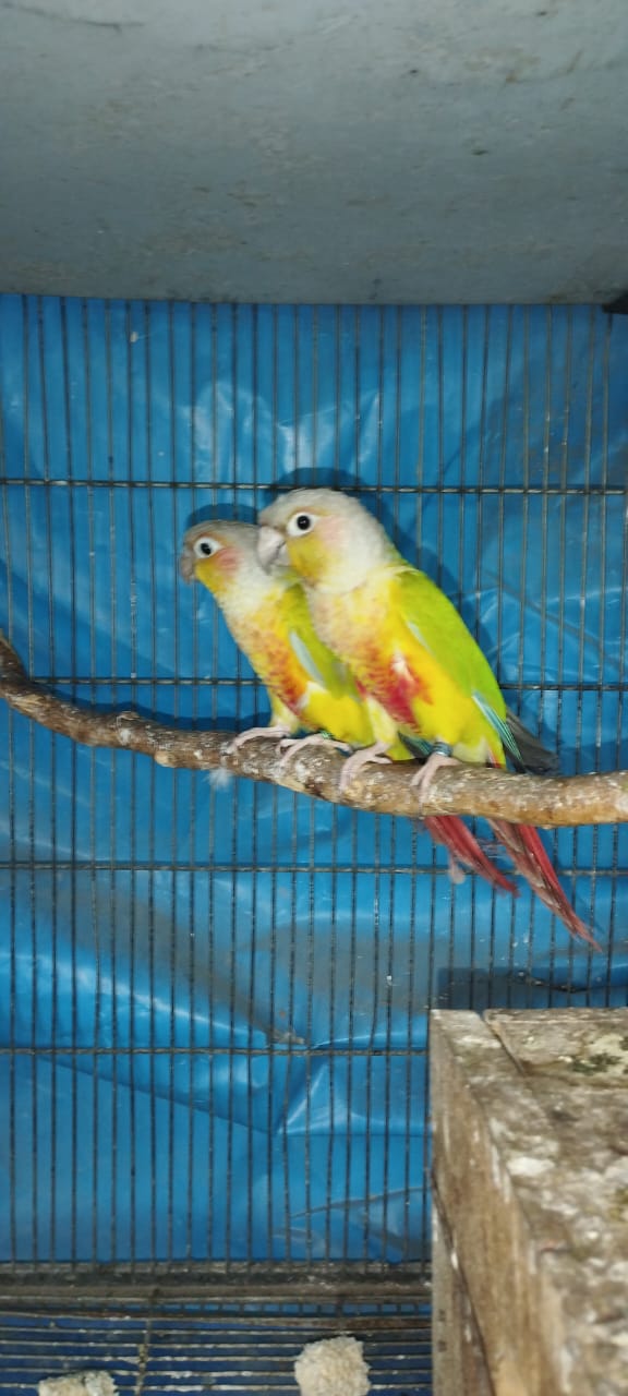 Image of Conure