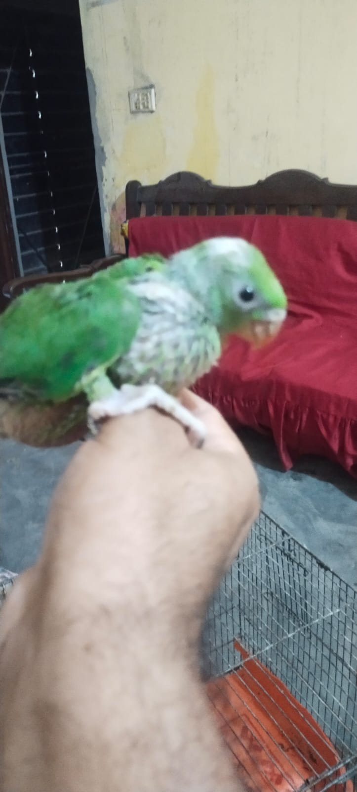 Image of Ring Neck Parrot