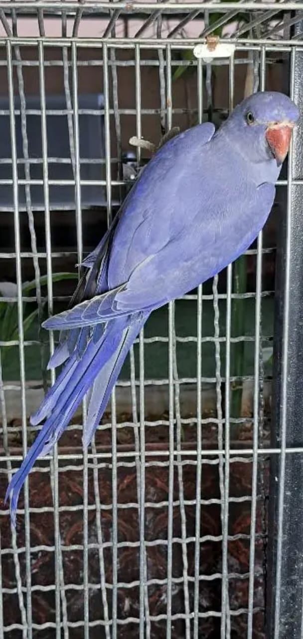 Image of Ring Neck Parrot