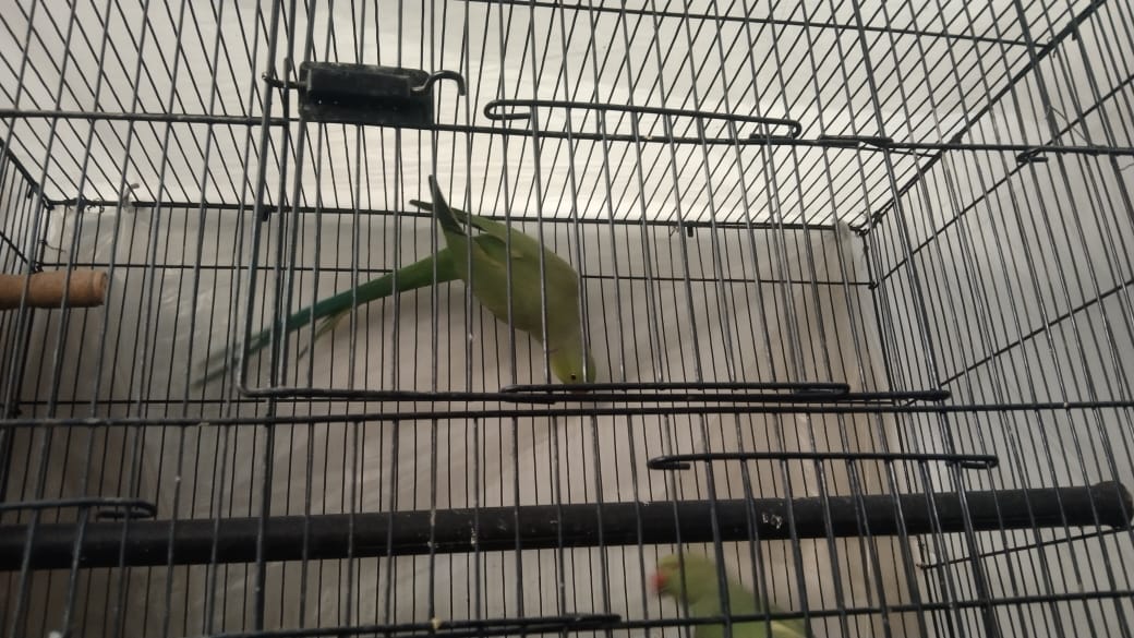 Image of Ring Neck Parrot