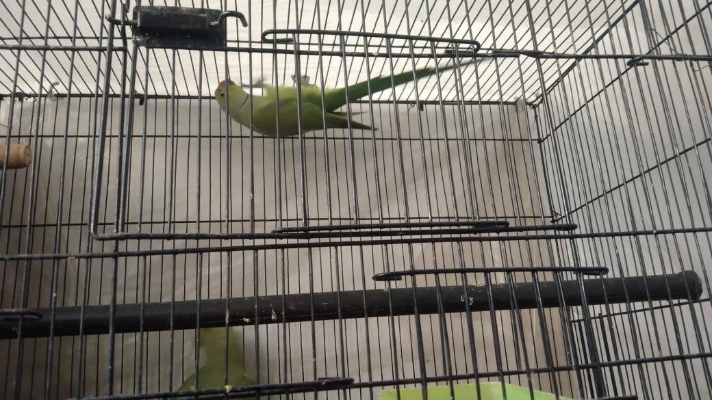 Image of Ring Neck Parrot