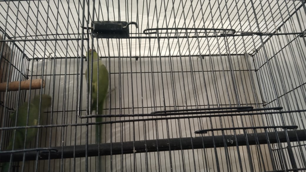 Image of Ring Neck Parrot