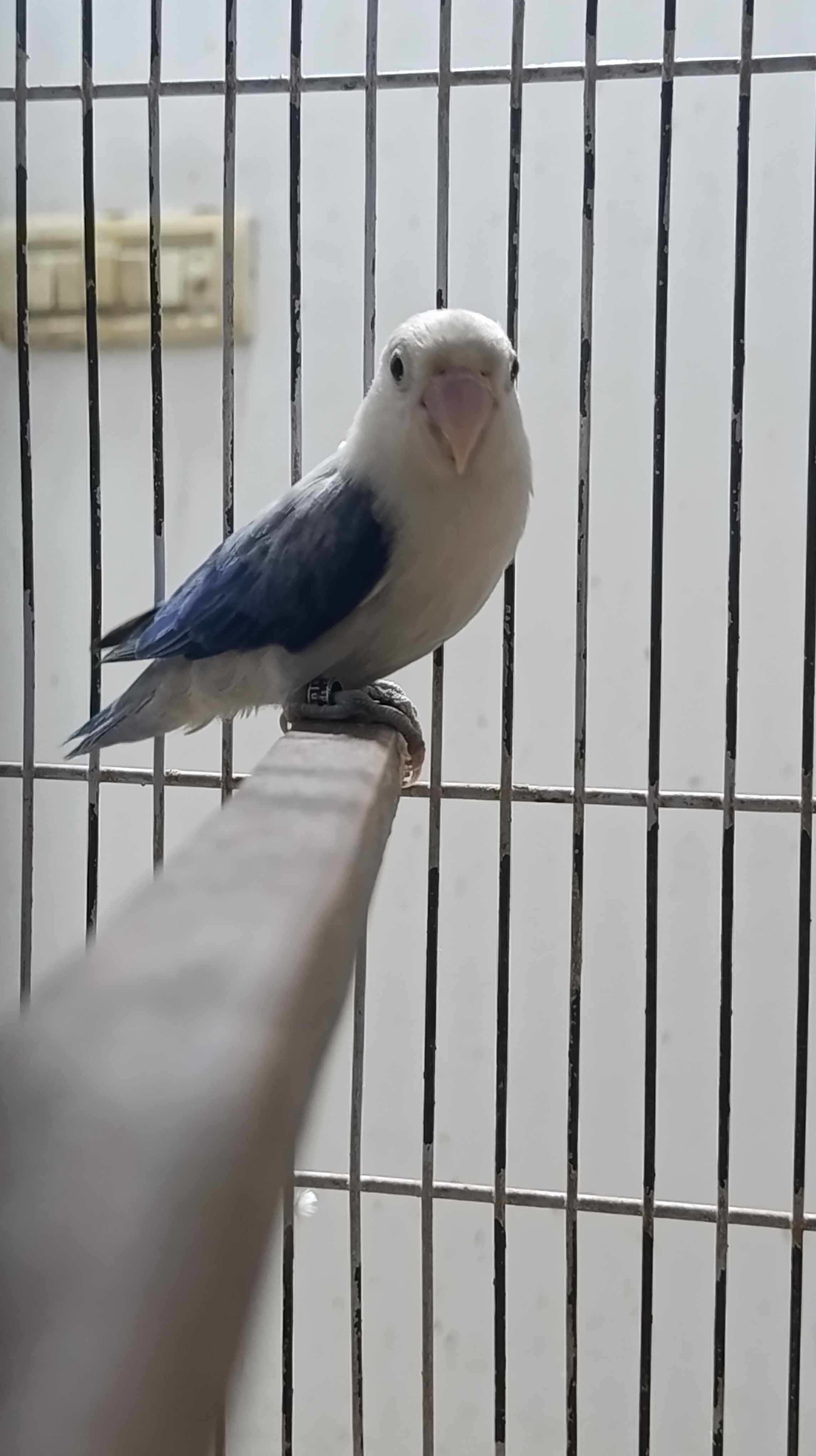 Image of Lovebird