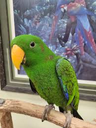 Image of Eclectus Parrot